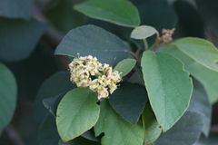 Cordia monoica